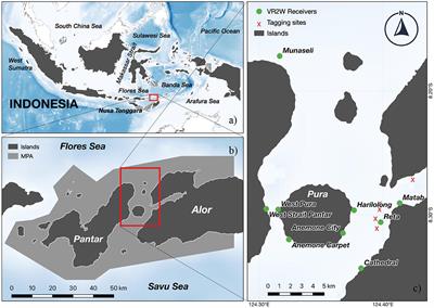 Identifying spatial movements and residency of pelagic thresher sharks (Alopias pelagicus) using satellite and passive acoustic telemetry to inform local conservation in central Indonesia